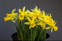 Narcissus 'Bowles Early Sulphur x cyclamineus'